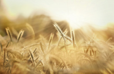 getreide ähren sonne natur