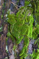 Parasitic moss and plants on tree trunk , Japan