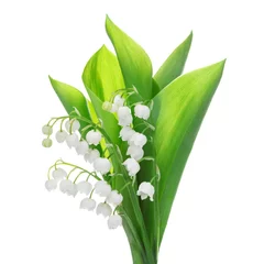 Fotobehang Lelietje-van-dalen lelietje-van-dalen bloem geïsoleerd op wit