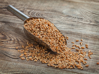 wheat grains in a steel scoop on an old board