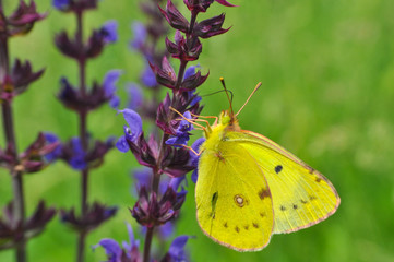 Colias hyale, the pale clouded yellow butterfly on flower. Yellow butterfly feeding on meadow