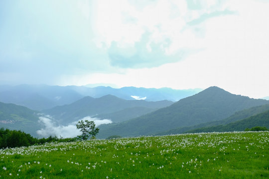 Campo di narcisi