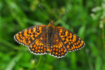 Melitaea arduinna, fritillary butterfly on wild flower. Colorful butterfly in nature