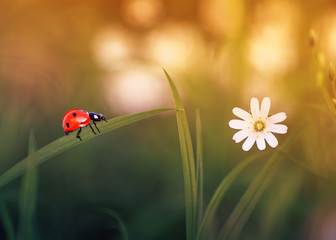 little ladybug crawling on a bright sunlit summer meadow