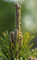 Dwarf pine branches on the hedge of tui