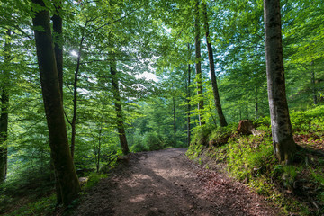 Wald mit Wanderweg