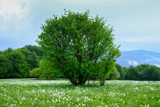 Albero in campo di narcisi
