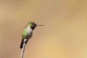 HummingBird in the forrest