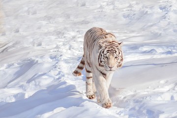 Wild white bengal tiger on a morning walk. Animals in wildlife. - Powered by Adobe
