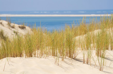 Fototapeta na wymiar Dünenlandschaft mit Strandhafer