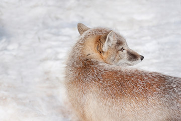 Young corsac fox is lying on white snow. Animals in wildlife.