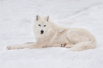 Fototapeta na wymiar Wild polar wolf is lying on white snow. Arctic wolf or white wolf. Animals in wildlife.