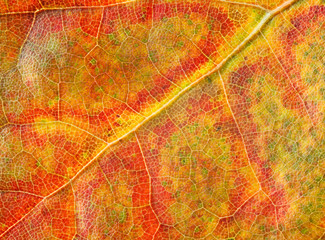 Autumn leaf macro structure