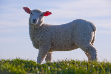 Schafe auf der Weide