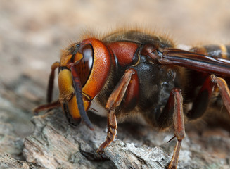 Hornet lateral view