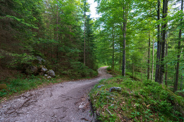 Wald mit Wanderweg