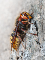 Hornet on pine
