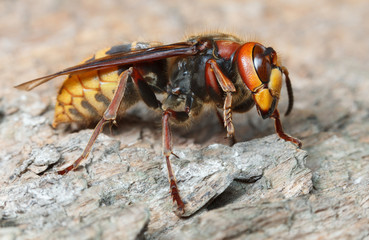 Close up view of giant hornet