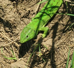 Green european lizard in the garden near the hole, closeup