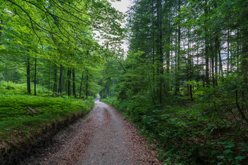 Fototapeta na wymiar Wald mit Wanderweg