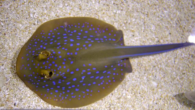 Bluespotted ribbontail ray close up of breathing and eyes Found in the red sea this Bluespotted ribbontail ray lies still in the sand completely exposed, showing his breathing and the eyes