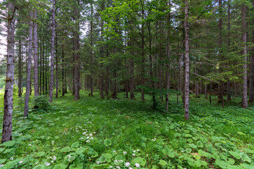 Wald