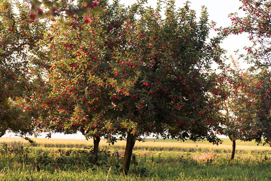 Ripe cherry orchard field