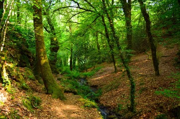 Fototapeta premium sous bois