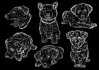 Funny puppies painted with white chalk.  Vector illustration. Doodle dog.