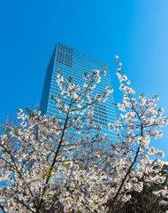 Cherry blossoms blossming against skycrapper building at Yeouido Island, Seoul, South Korea