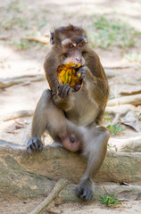 Monkey eating bananas at Calauit Safari Park of Busuanga island, Palawan, Philippines
