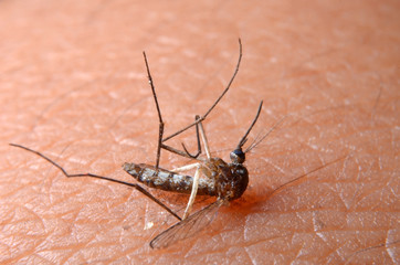Macro of virulent mosquitoes on human skin.