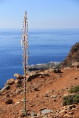 Blütenstand einer Meerzwiebel auf Kreta