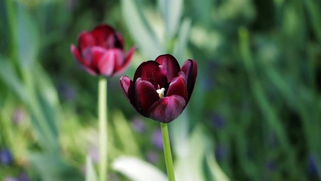 Black tulips in natural background. Concept of summer, breeding of variety, beauty. Closeup.