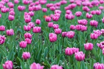 Fototapeta premium Pink tulips in a field