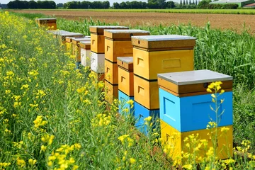 Fototapete Rund A row of bee hives in a field of flowers © Andrzej Płotnikow