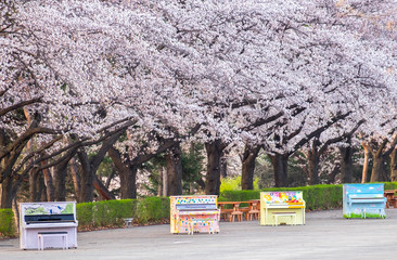 cherry blossoms blossming in spring in seoul south korea taken at Seoul Grand Park