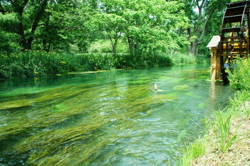 わさび農場　　安曇野