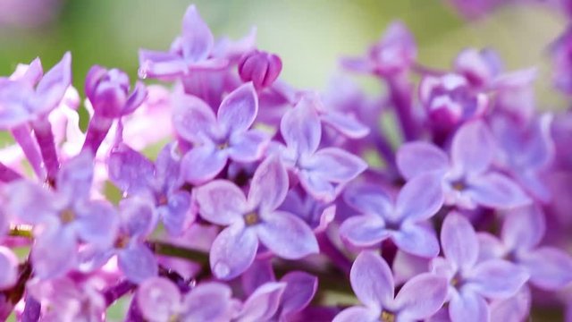 Close-up oof blossoming lilac .