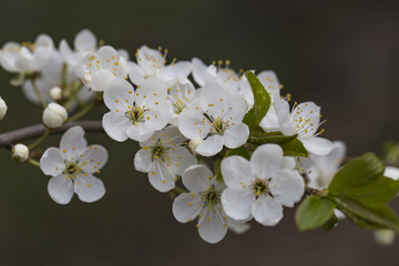 cherry blossoms in the garden in spring