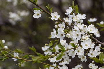 cherry blossoms in the garden in spring