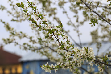 cherry blossoms in the garden in spring