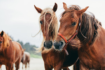 Two bay horses standing next to each other on the beach.