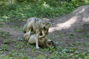 Playing gray wolves (Canis lupus)