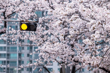 town street view of cherry blossoms blossming in spring at Seoul South Korea