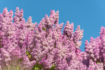 Blooming brush of lilac bush - purple color, against the blue sky.