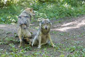 Playing gray wolves (Canis lupus)