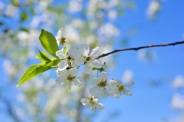 Vintage photo of cherry tree flowers