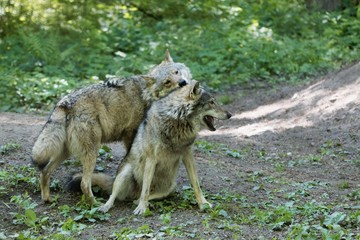 Playing gray wolves (Canis lupus)