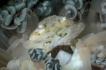 Crab Caphyra sp. Picture was taken in Anilao, Philippines